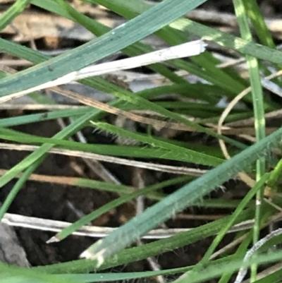 Rytidosperma (genus) (Wallaby Grass) at Deakin, ACT - 7 May 2022 by Tapirlord