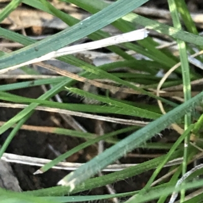 Rytidosperma sp. (Wallaby Grass) at Red Hill Nature Reserve - 7 May 2022 by Tapirlord