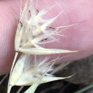 Rytidosperma sp. at Deakin, ACT - 7 May 2022 03:38 PM