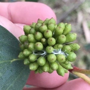 Eucalyptus pauciflora subsp. pauciflora at Hughes, ACT - 7 May 2022