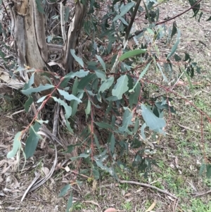 Eucalyptus pauciflora subsp. pauciflora at Hughes, ACT - 7 May 2022