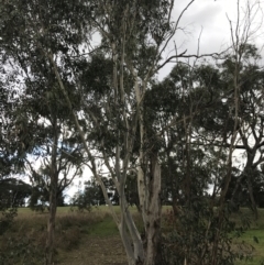 Eucalyptus pauciflora subsp. pauciflora at Hughes, ACT - 7 May 2022
