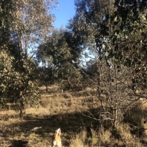 Callocephalon fimbriatum at Duffy, ACT - 15 Jun 2022