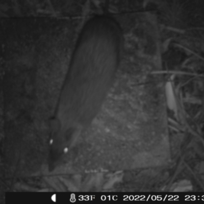 Perameles nasuta (Long-nosed Bandicoot) at Booth, ACT - 22 May 2022 by heatherb1997