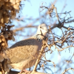 Spilopelia chinensis (Spotted Dove) at QPRC LGA - 11 Jun 2022 by Paul4K