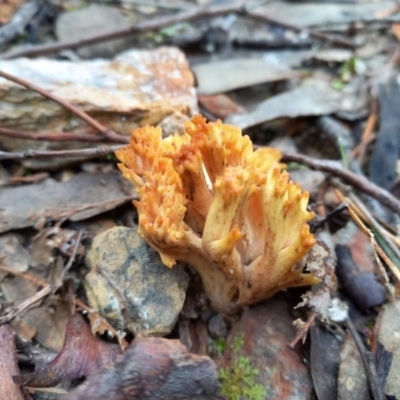 Ramaria sp. (genus) (A Coral fungus) at Queanbeyan West, NSW - 13 Jun 2022 by Paul4K