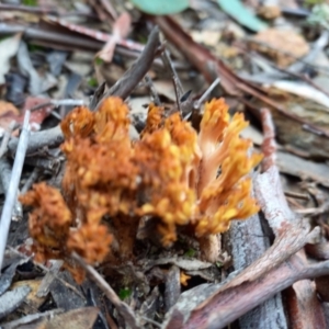 Ramaria sp. at Queanbeyan West, NSW - 13 Jun 2022 09:47 AM