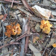 Ramaria sp. at Queanbeyan West, NSW - 13 Jun 2022