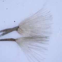 Vittadinia gracilis at Chapman, ACT - 15 Jun 2022