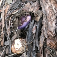 Agarics gilled fungi at Yarralumla, ACT - 15 Jun 2022 by MMV