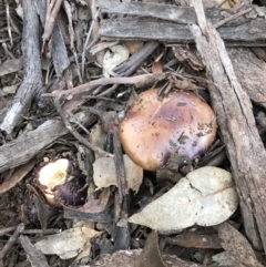 Agarics gilled fungi at Yarralumla, ACT - 15 Jun 2022