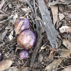 Agarics gilled fungi at Yarralumla, ACT - 15 Jun 2022