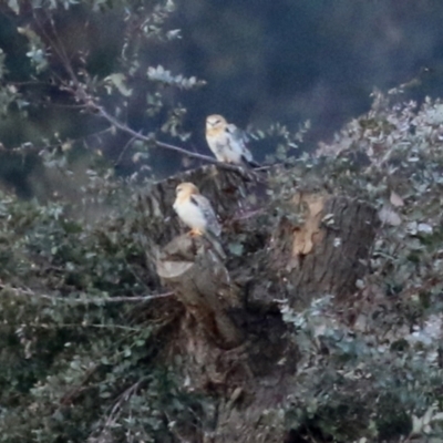 Elanus axillaris (Black-shouldered Kite) at Michelago, NSW - 14 Jun 2022 by RodDeb