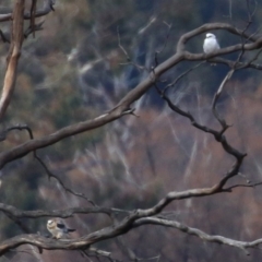 Elanus axillaris at Michelago, NSW - 14 Jun 2022