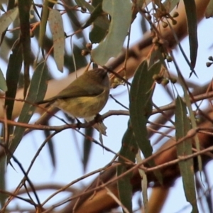 Acanthiza reguloides at Williamsdale, NSW - 14 Jun 2022