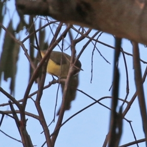 Acanthiza reguloides at Williamsdale, NSW - 14 Jun 2022