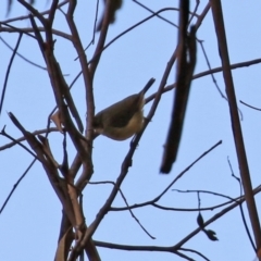 Acanthiza reguloides at Williamsdale, NSW - 14 Jun 2022