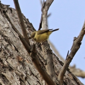 Acanthiza reguloides at Williamsdale, NSW - 14 Jun 2022