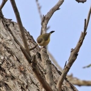 Acanthiza reguloides at Williamsdale, NSW - 14 Jun 2022