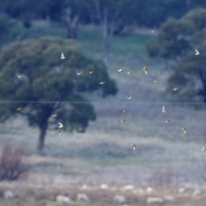 Carduelis carduelis at Williamsdale, NSW - 14 Jun 2022 02:44 PM