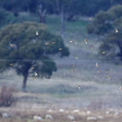 Carduelis carduelis (European Goldfinch) at Williamsdale, NSW - 14 Jun 2022 by RodDeb