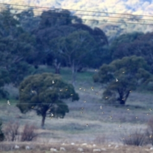 Carduelis carduelis at Williamsdale, NSW - 14 Jun 2022 02:44 PM