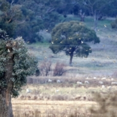 Carduelis carduelis at Williamsdale, NSW - 14 Jun 2022 02:44 PM