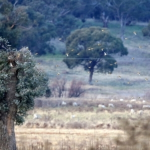 Carduelis carduelis at Williamsdale, NSW - 14 Jun 2022 02:44 PM