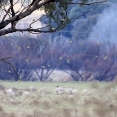 Carduelis carduelis at Williamsdale, NSW - 14 Jun 2022 02:44 PM