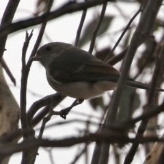 Pachycephala pectoralis (Golden Whistler) at Williamsdale, NSW - 14 Jun 2022 by RodDeb