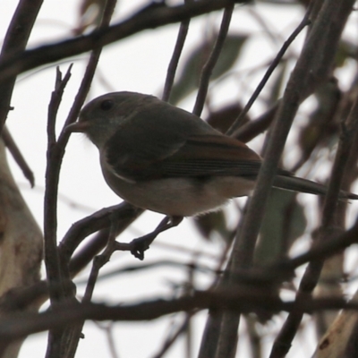 Pachycephala pectoralis (Golden Whistler) at Williamsdale, NSW - 14 Jun 2022 by RodDeb