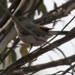 Pachycephala pectoralis at Williamsdale, NSW - 14 Jun 2022 01:45 PM