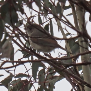 Pachycephala pectoralis at Williamsdale, NSW - 14 Jun 2022 01:45 PM