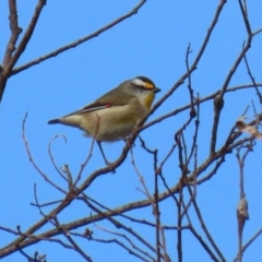 Pardalotus striatus (Striated Pardalote) at Williamsdale, NSW - 14 Jun 2022 by RodDeb