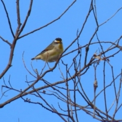 Pardalotus striatus at Williamsdale, NSW - 14 Jun 2022