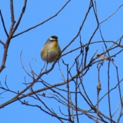 Pardalotus striatus at Williamsdale, NSW - 14 Jun 2022 01:58 PM