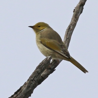 Ptilotula penicillata (White-plumed Honeyeater) at Williamsdale, NSW - 14 Jun 2022 by RodDeb