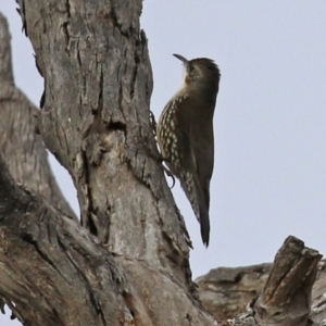 Cormobates leucophaea at Williamsdale, NSW - 14 Jun 2022 02:07 PM