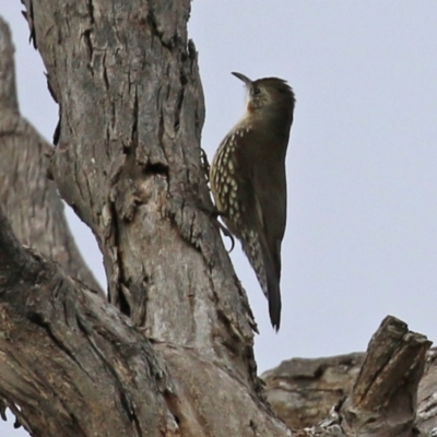 Cormobates leucophaea (White-throated Treecreeper) at Williamsdale, NSW - 14 Jun 2022 by RodDeb