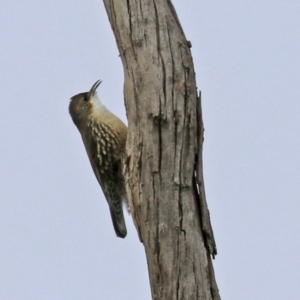 Cormobates leucophaea at Williamsdale, NSW - 14 Jun 2022 02:07 PM