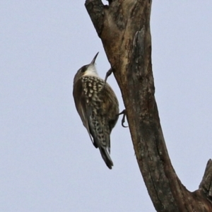 Cormobates leucophaea at Williamsdale, NSW - 14 Jun 2022 02:07 PM