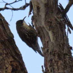 Cormobates leucophaea at Williamsdale, NSW - 14 Jun 2022 02:07 PM