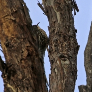 Cormobates leucophaea at Williamsdale, NSW - 14 Jun 2022 02:07 PM