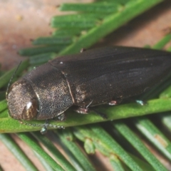 Melobasis sordida (A Melobasis jewel beetle) at Piney Ridge - 6 Feb 2022 by Harrisi