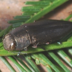 Melobasis sordida (A Melobasis jewel beetle) at Denman Prospect, ACT - 6 Feb 2022 by Harrisi