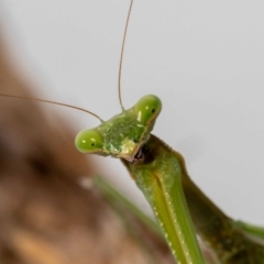 Pseudomantis albofimbriata (False garden mantis) at Jerrabomberra, NSW - 26 May 2022 by MarkT