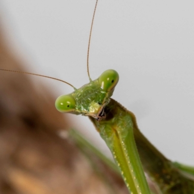 Pseudomantis albofimbriata (False garden mantis) at Jerrabomberra, NSW - 26 May 2022 by MarkT