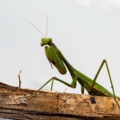 Pseudomantis albofimbriata at Jerrabomberra, NSW - suppressed