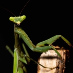 Pseudomantis albofimbriata at Jerrabomberra, NSW - 26 May 2022