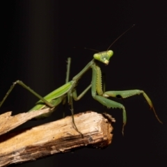 Pseudomantis albofimbriata at Jerrabomberra, NSW - 26 May 2022